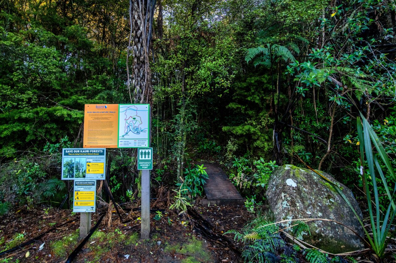 Katikati Walks You Shouldn't Miss! Sapphire Springs