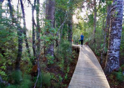 Pet Friendly Accommodation Katikati