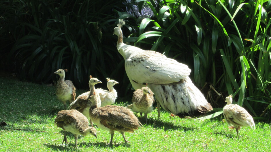 Katikati Bird Gardens - Peahen and chicks