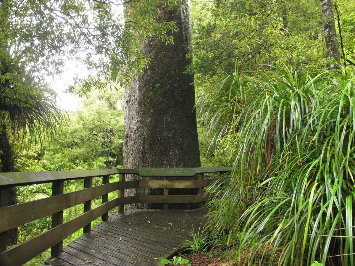 Tuahu Kauri walking track Katikati